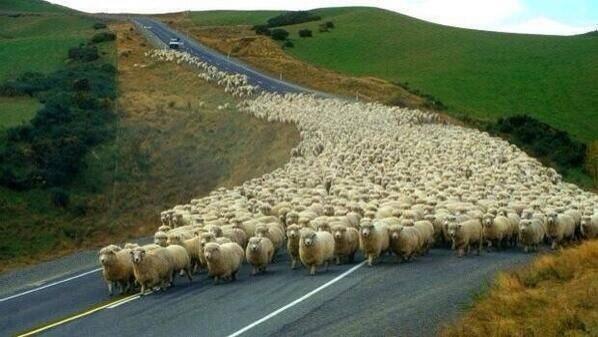 Sheep rush-hour congestion