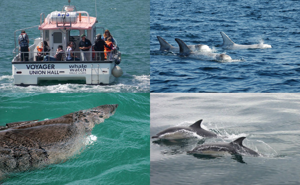 Whale Watch West Cork